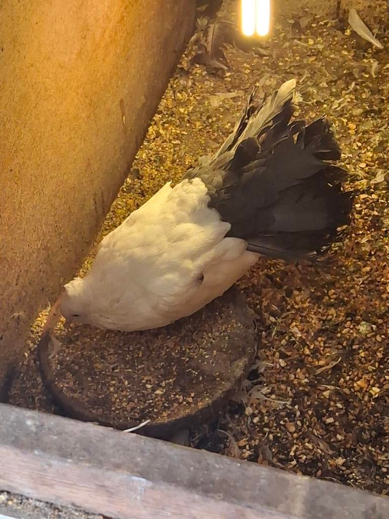 Te koop; nog enkele Indiase pauwstaart duifjes, Meerdere dieren
