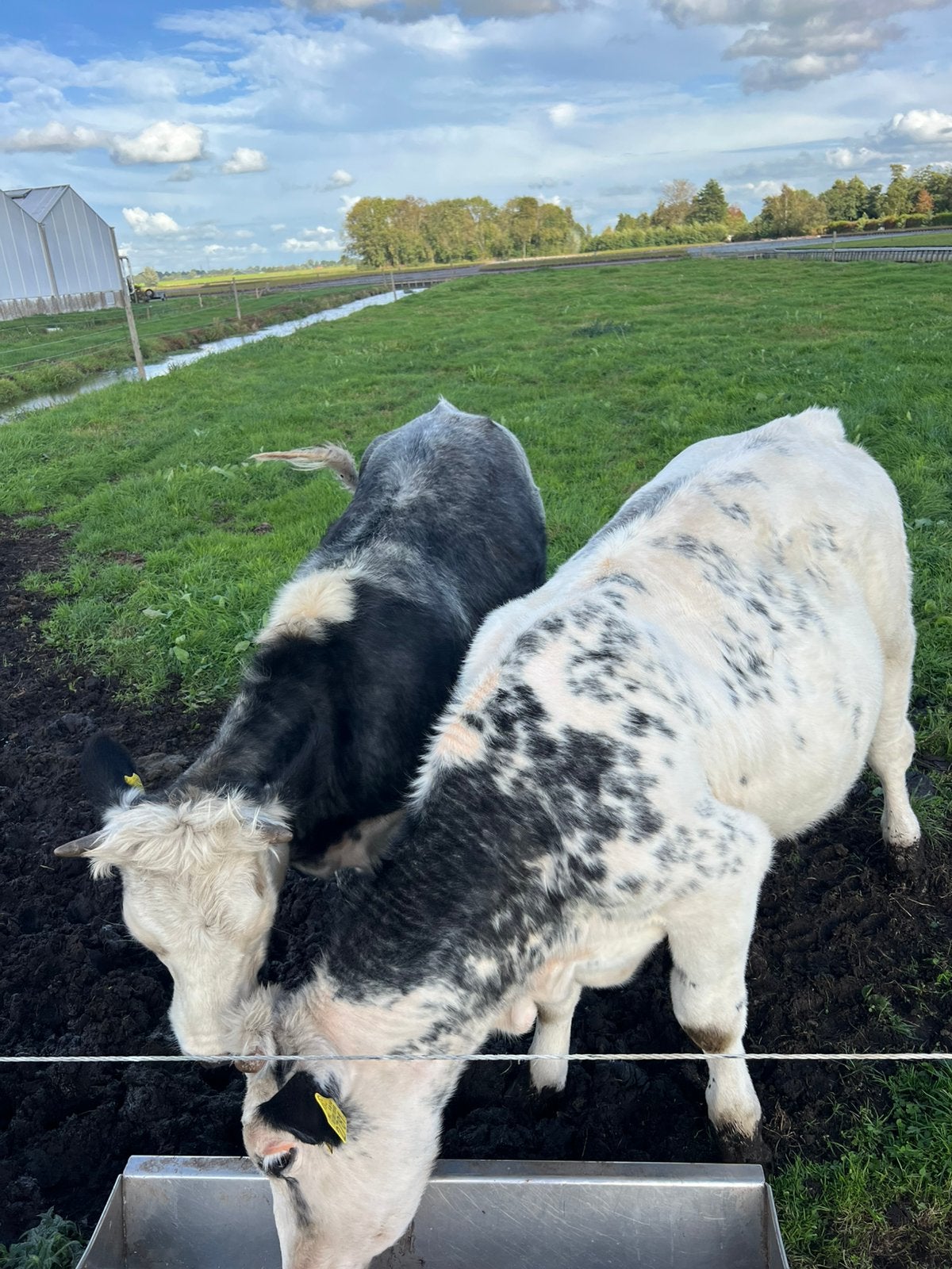 Runderen koeien pinken vleesvee, Dieren en Toebehoren, Vrouwelijk, 0 tot 2 jaar