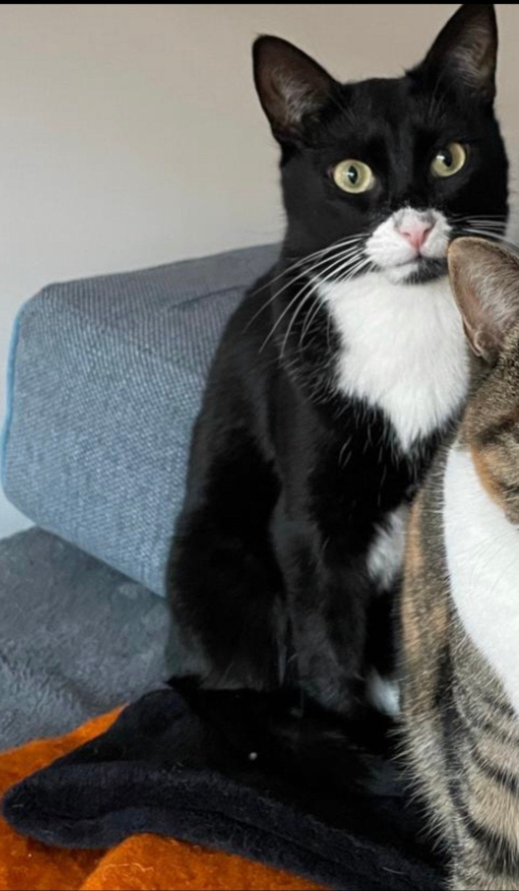 Youki vermist omgeving ijsbaan/honkbalstadion in Haarlem, Dieren en Toebehoren, Kat