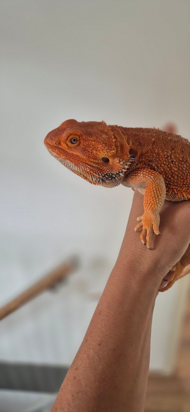 Mannelijke baardagaam Bearded Dragon photo 4