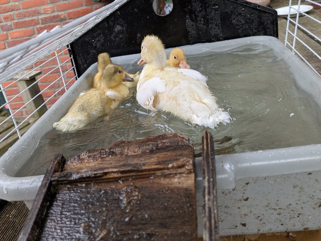 Kwakers kuikens, Dieren en Toebehoren, Meerdere dieren, Eend