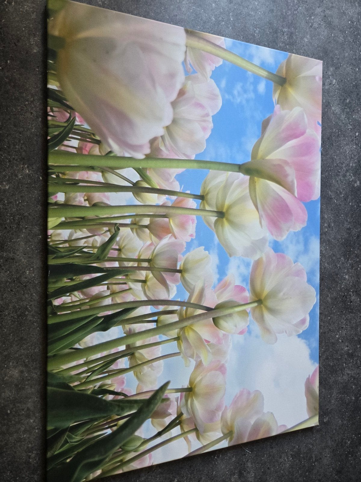 Schilderij TULPENVELD FOTO OP CANVAS 100X70 CM IZGS, Ophalen of Verzenden