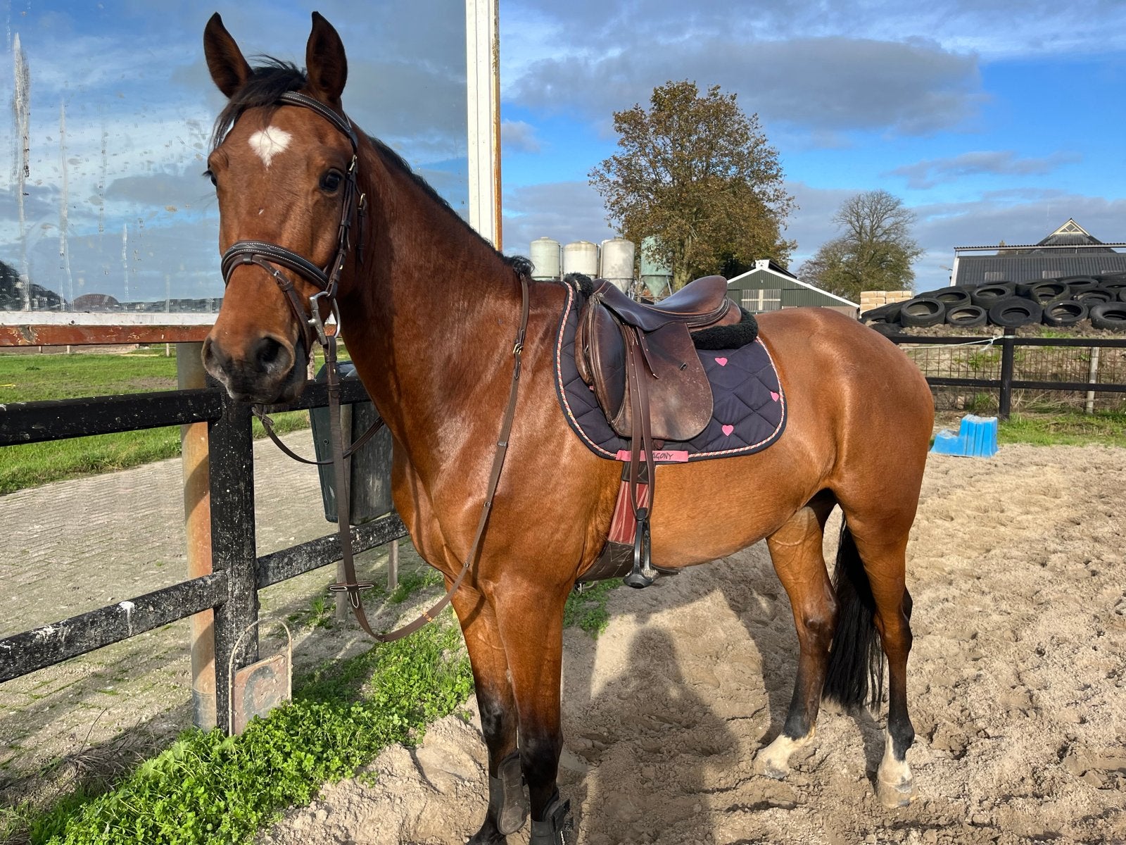 Mooie E pony te koop, Dieren en Toebehoren, Ruin, E pony (1.48m - 1.57m), Springpony, 3 tot 6 jaar