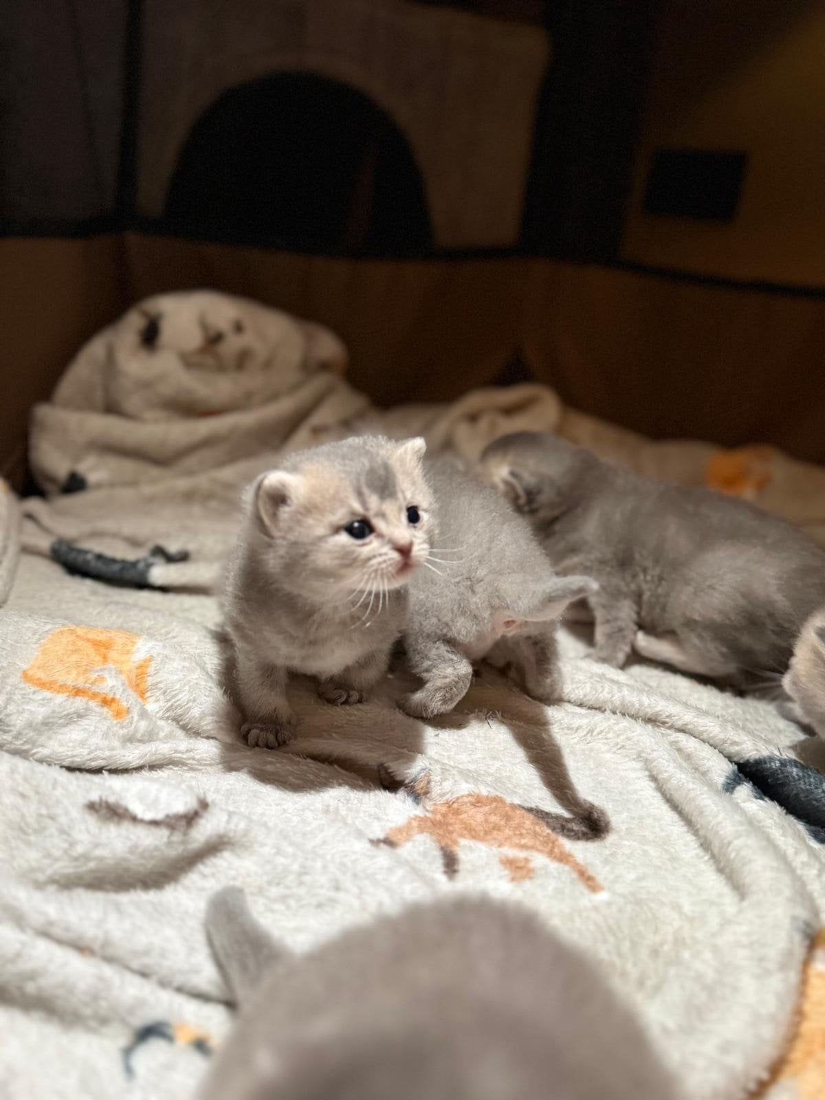 5 raszuivere Britse korthaar kittens ️, Dieren en Toebehoren, Meerdere dieren, Ingeënt