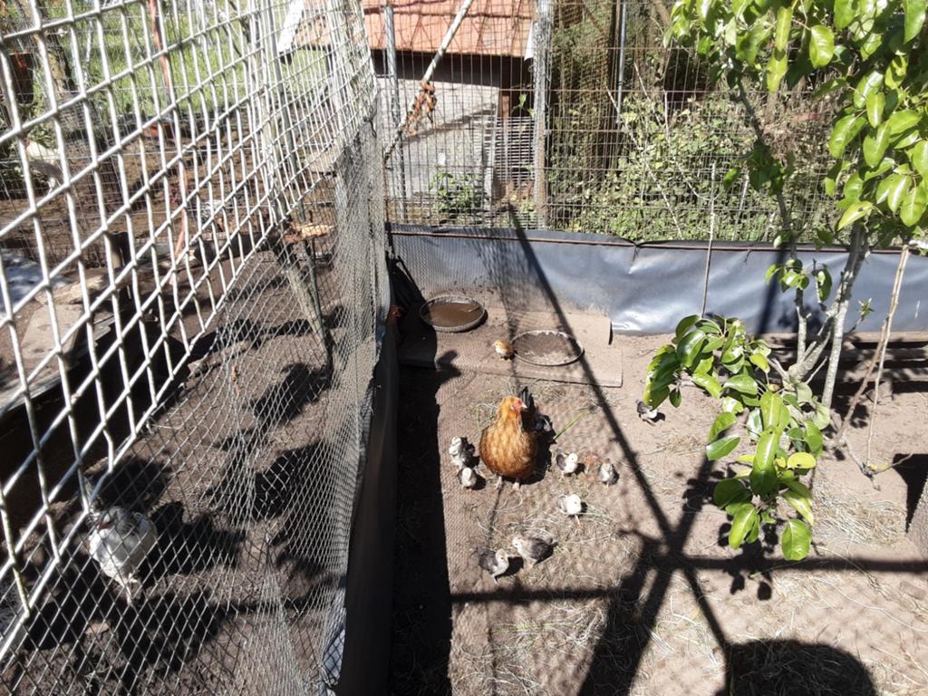 Te koop sierkipjes, Dieren en Toebehoren, Vrouwelijk, Kip