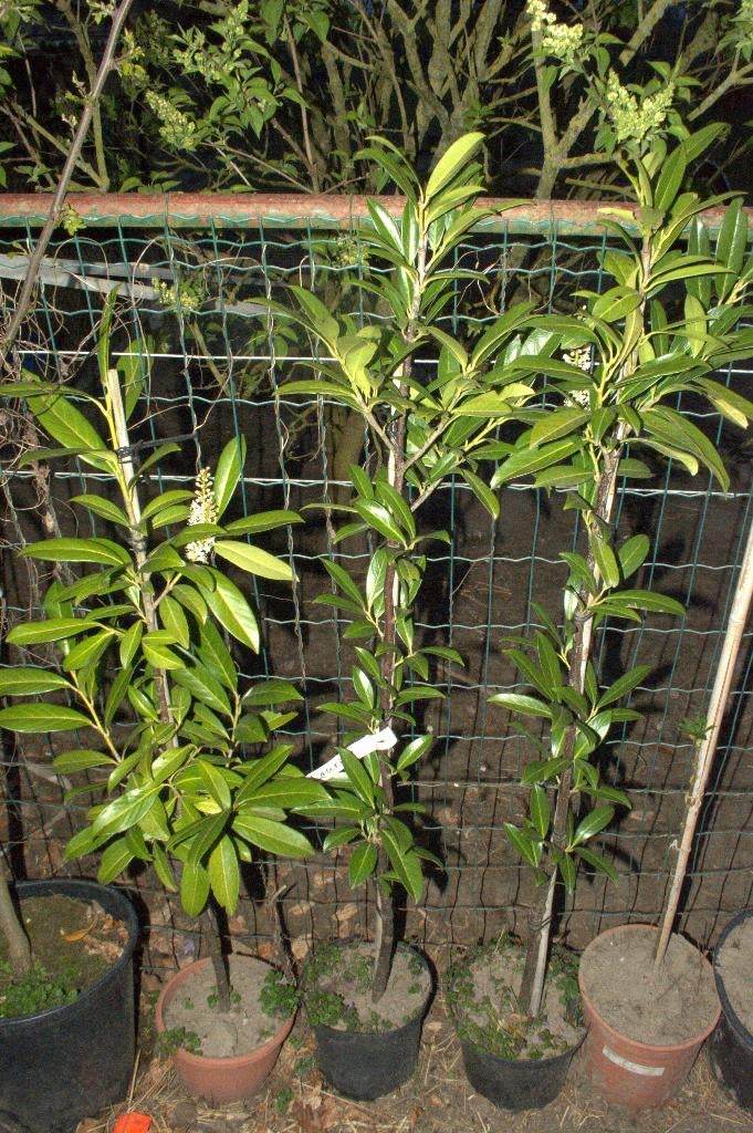 Laurieren (prunus laurocerasus), Ophalen, Laurier, Haag, Minder dan 100 cm