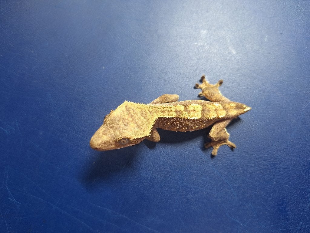 Jonge wimpergekko – vrouwtje, Dieren en Toebehoren, Reptielen en Amfibieën, Hagedis, Tam, 0 tot 2 jaar