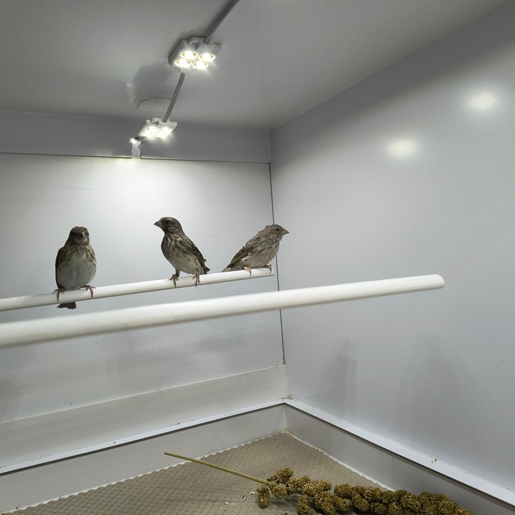 Witstuit edelzangers, Meerdere dieren, Tropenvogel