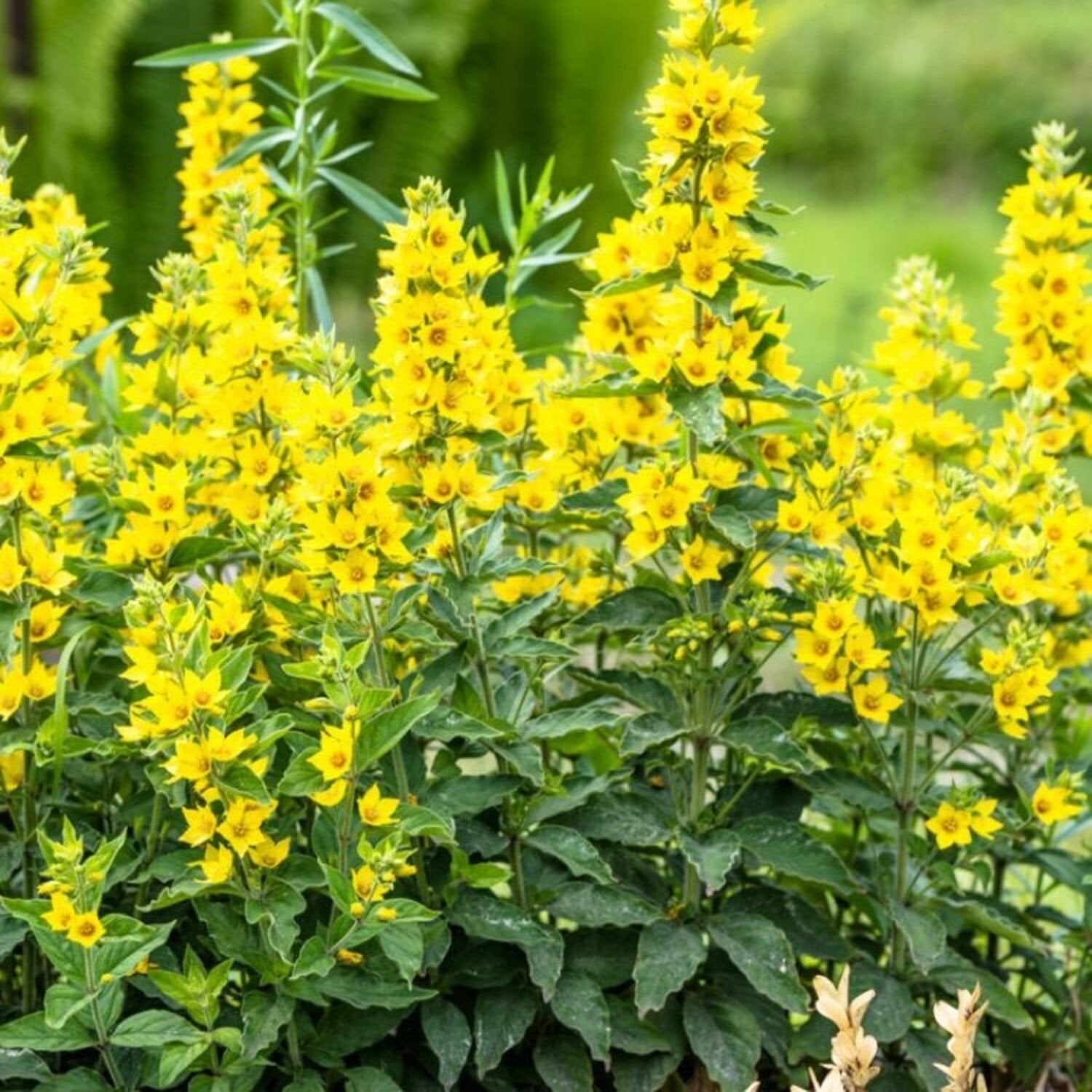 24x Lysimachia punctata, puntwederik, p9 pot, Ophalen, Zomer, Vaste plant, Overige soorten