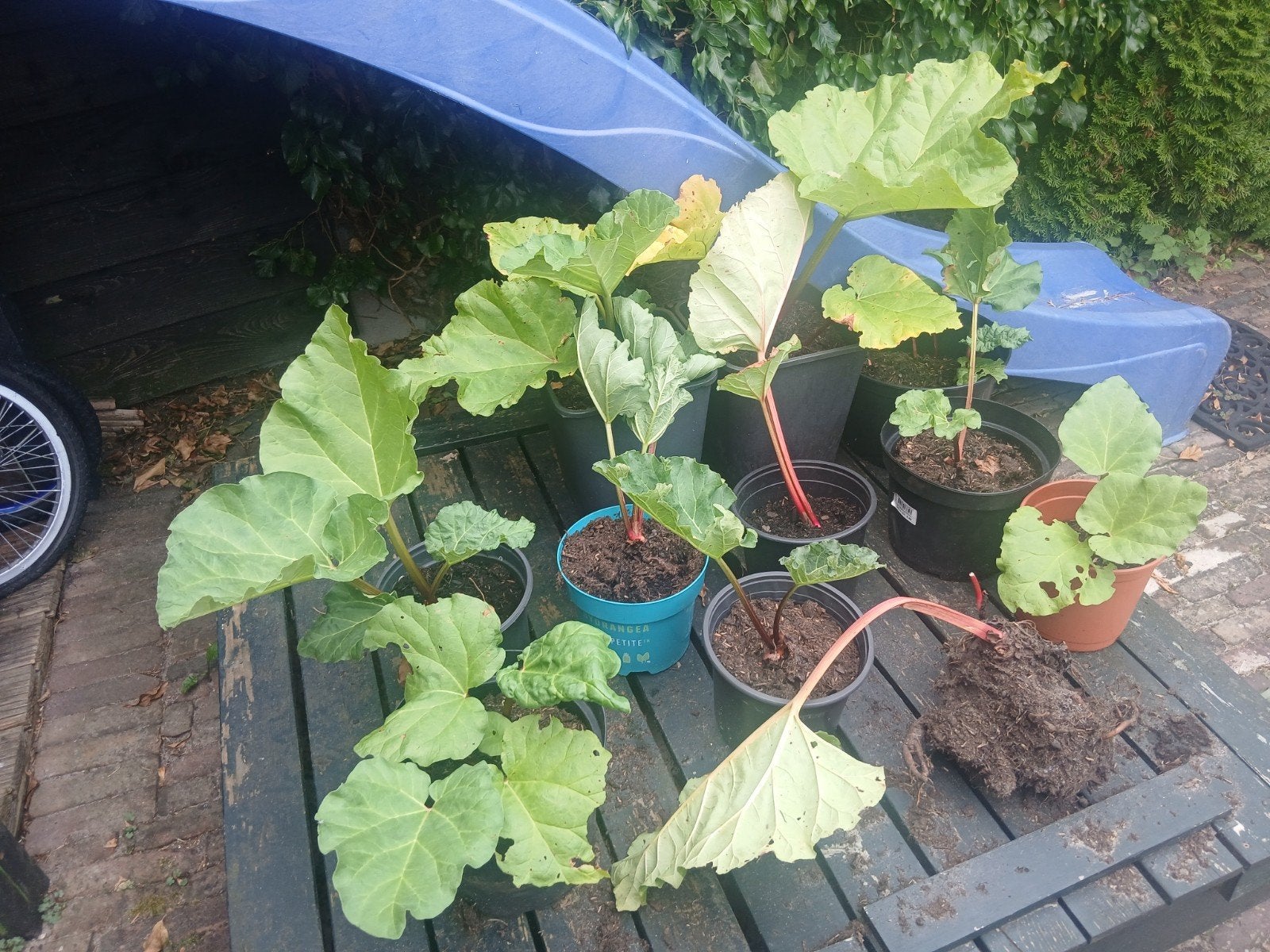 11 rabarber planten, Ophalen, Volle zon