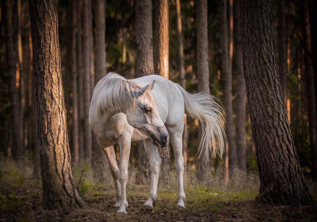 Wit paard in bos vlies fotobehang Schimmel * Muurdeco4kids, Verzenden, Wit