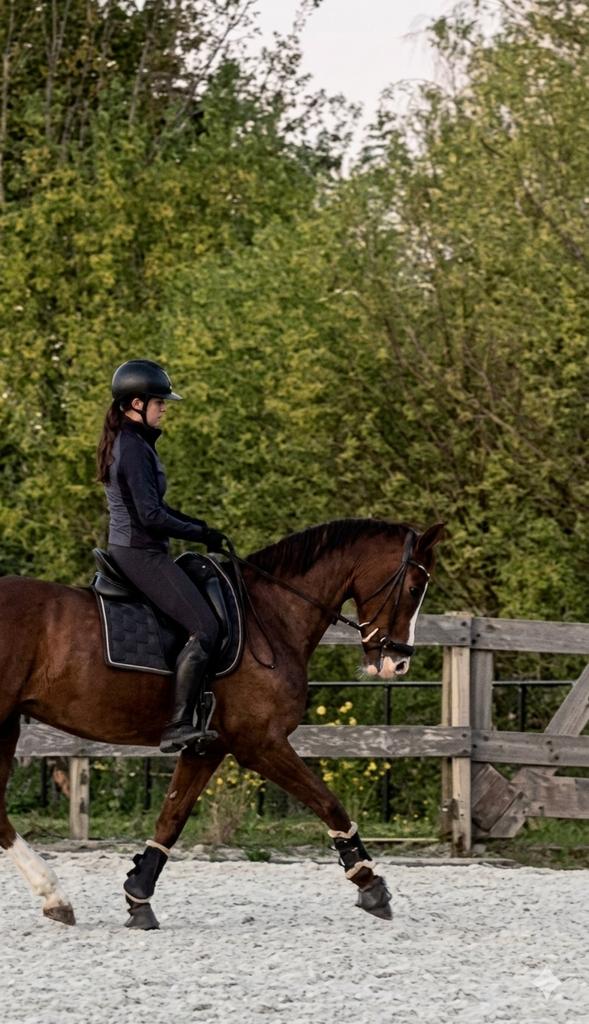 Bijrijd paard gezocht