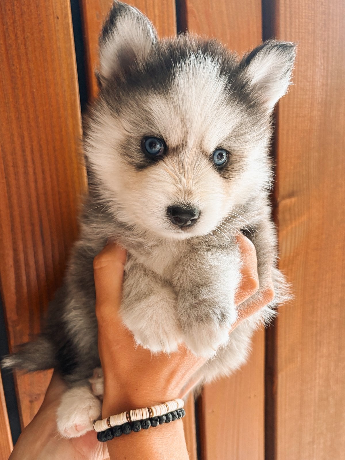 6 prachtige F2 pomsky pups zijn geboren 🩷🩷🩷🩷🩷🩵, Parvo, 8 tot 15 weken, Meerdere, Meerdere dieren