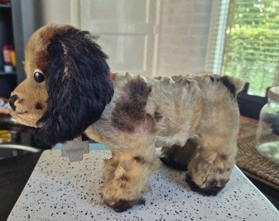 Zeldzame Vintage Steiff Cockie Cocker Spaniel met Halsband, Ophalen of Verzenden