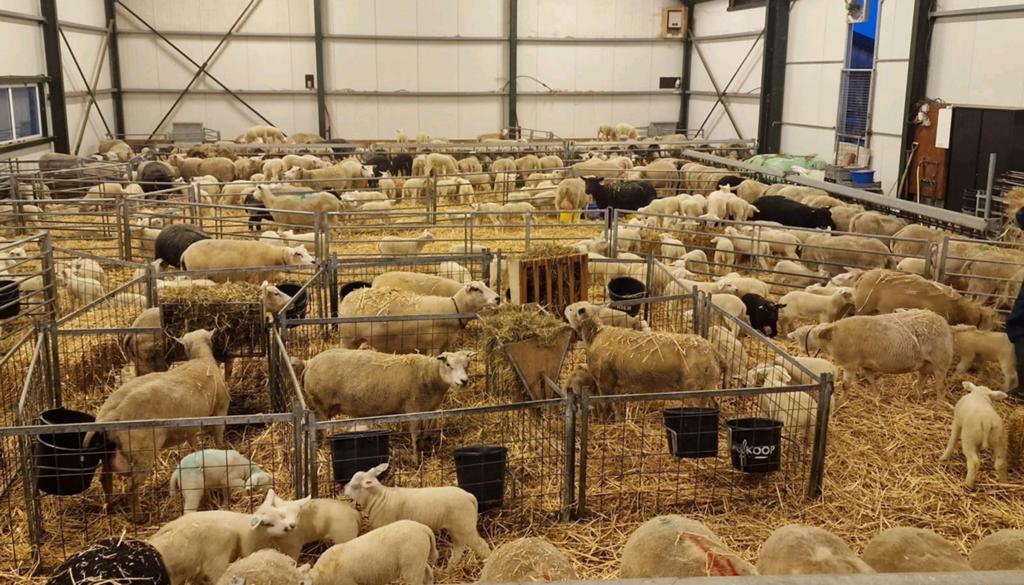 Ooilammeren kruising Engelse Texelaar/Swifter-Noordhollander, Vrouwelijk, Schaap, 0 tot 2 jaar