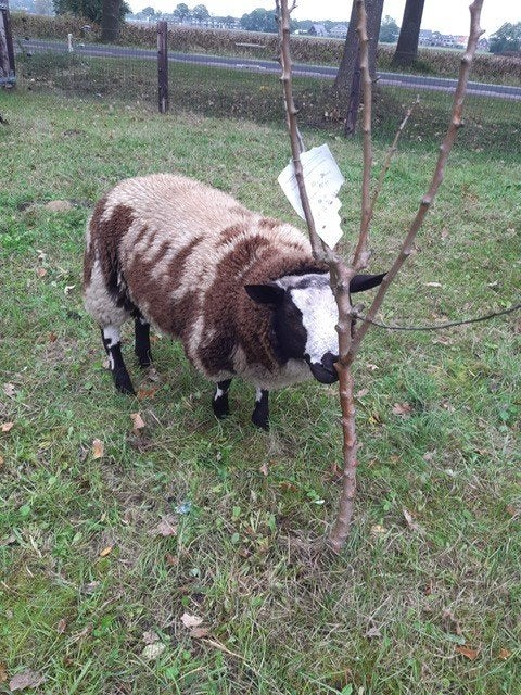 schapenrammen bonte en een zwarte, Dieren en Toebehoren, Mannelijk, Schaap, 0 tot 2 jaar
