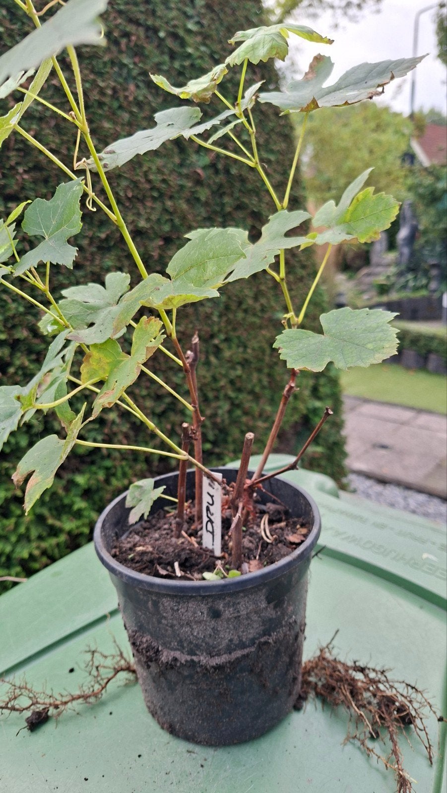 druivenstruik Boskoops glorie, Ophalen, Minder dan 100 cm, Overige soorten