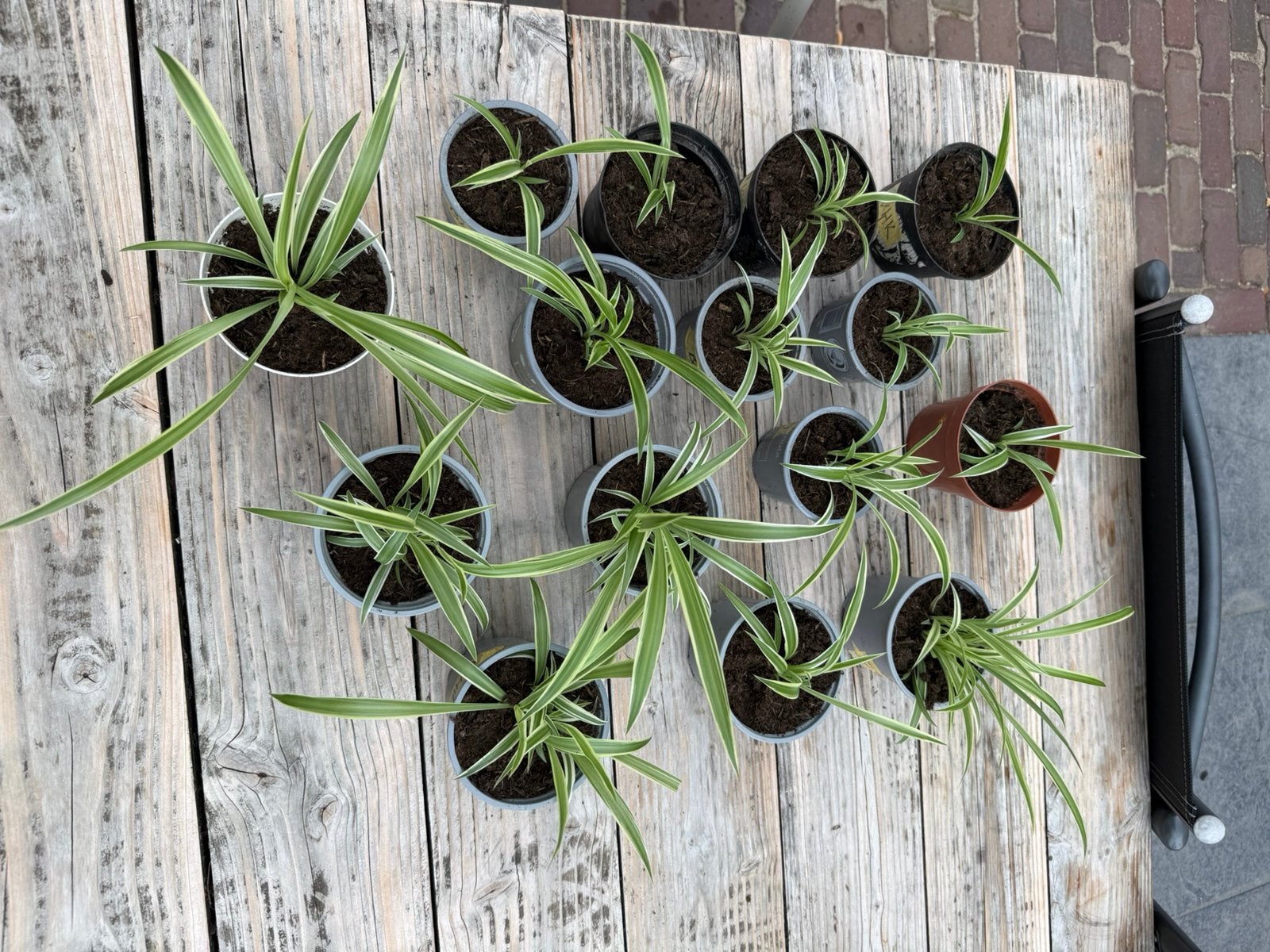 Chlorophytum comosum, graslelie plant, Overige soorten, In pot, Minder dan 100 cm, Groene kamerplant