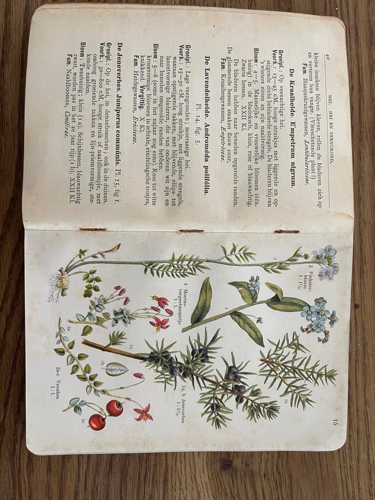Plantenboek - Taschenbuch Einheimischer Pflanzen (oud), Boeken, Ophalen of Verzenden, Gelezen, Bloemen, Planten en Bomen