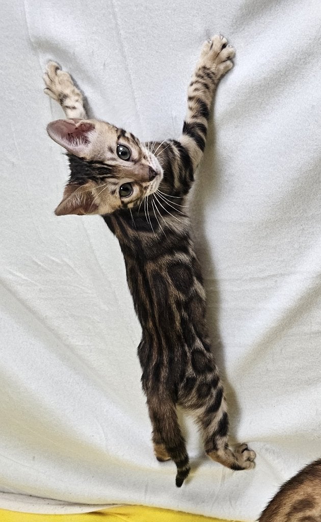 Bengaal poes kitten + Stamboom + fokrecht Brown Tabby, Dieren en Toebehoren, Poes, Met stamboom, 0 tot 2 jaar