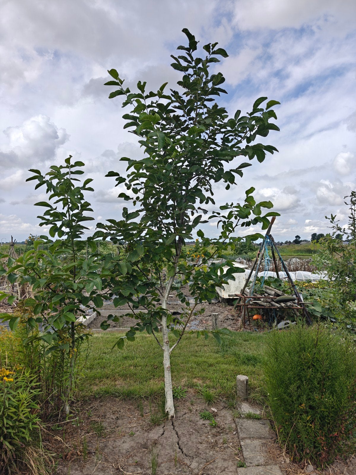 Biologisch geteelde Juglans regia (walnootboom), Tuin en Terras, Ophalen, Lente, Volle zon, 250 tot 400 cm