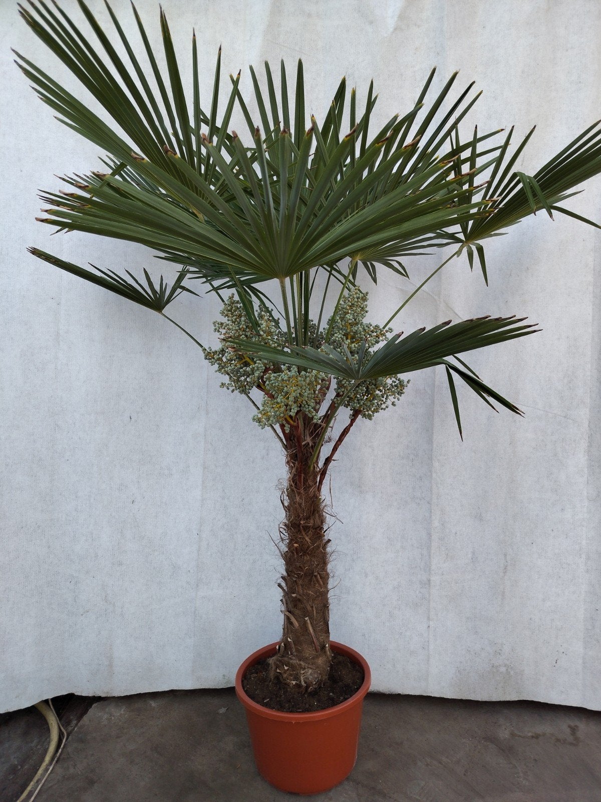 Trachycarpus Fortunei - Winterharde Palmboom 2 m. hoog, Tuin en Terras, Planten | Bomen, Palmboom, 100 tot 250 cm, Volle zon, Zomer