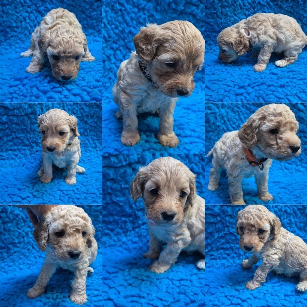 Kleine maat cockapoo pups, Overige rassen, 8 tot 15 weken, Meerdere, Meerdere dieren