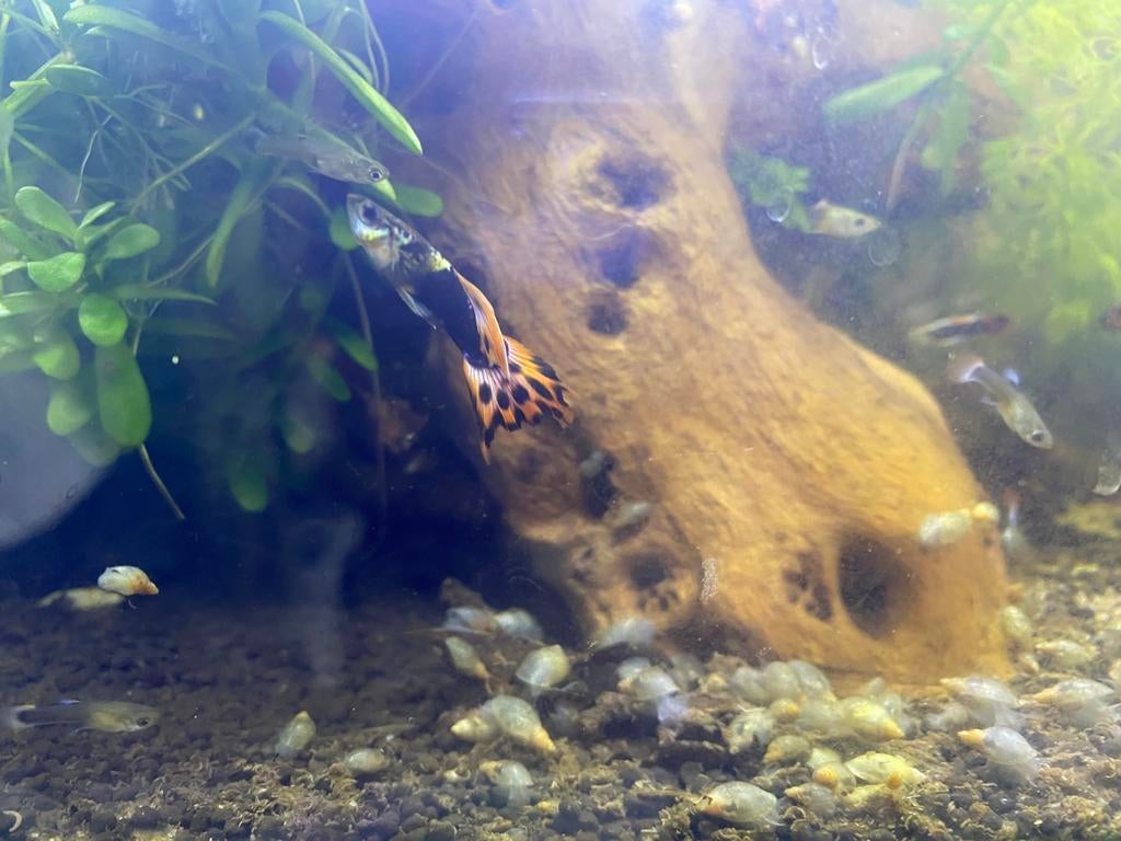 Guppy’s Man/Vrouw halfwas, Vis, Zoetwatervis, Schoolvis