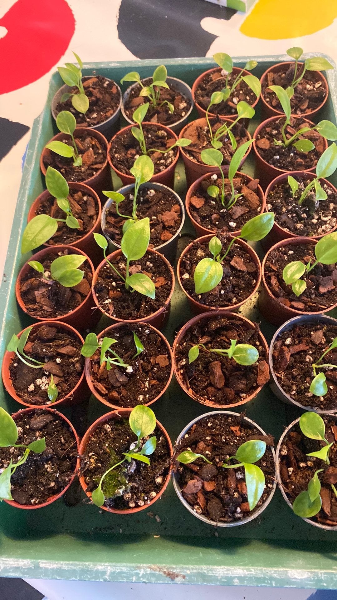 Baby Anthurium plantjes, Ophalen, Halfschaduw, Minder dan 100 cm