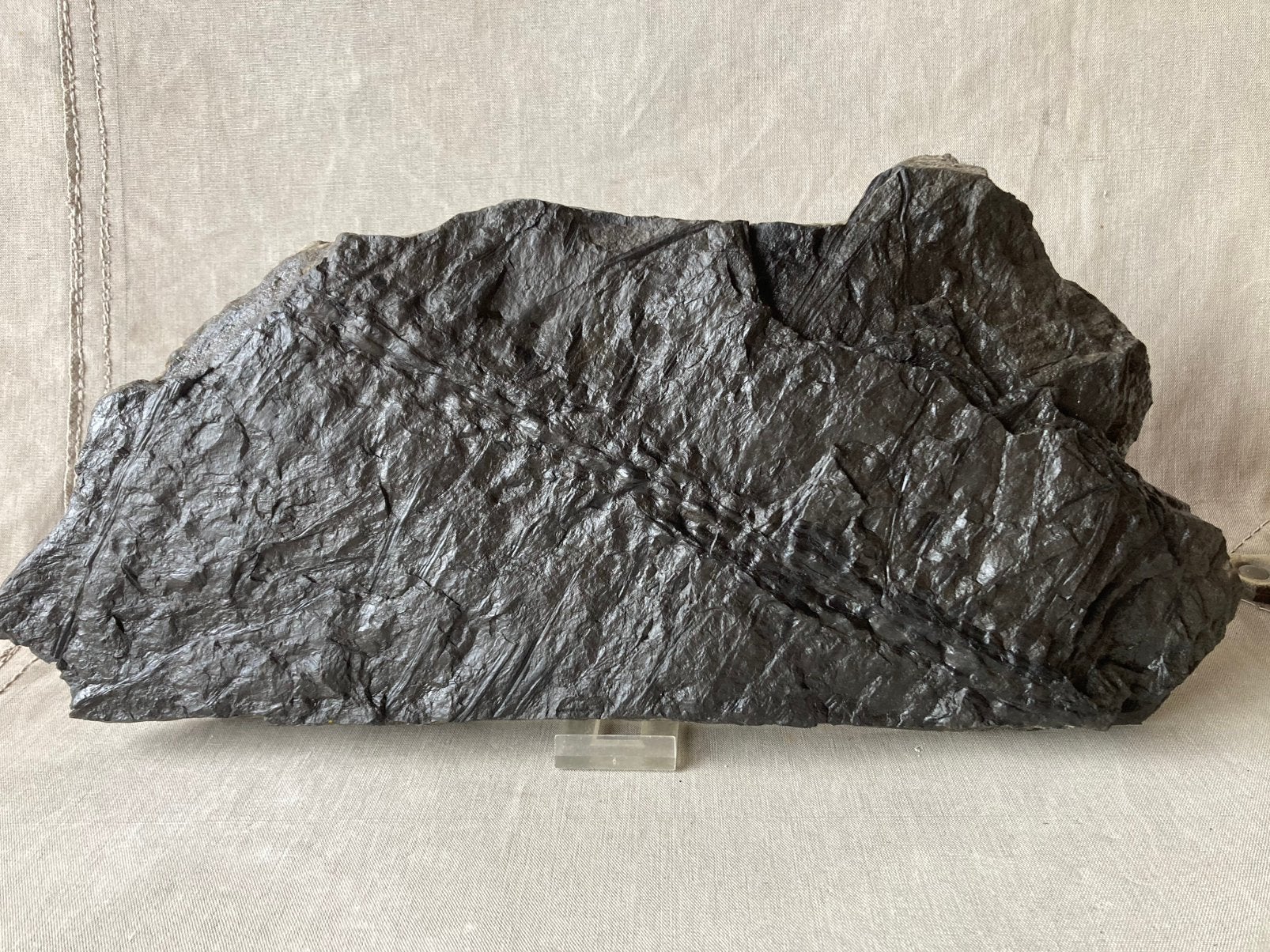 Fossielen plantenresten bladeren van SIGILARA BOOM 40x 18 cm, Ophalen, Fossiel