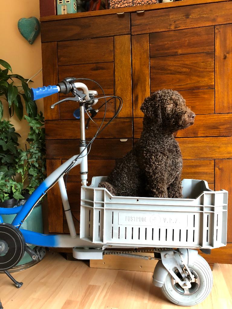Honden bakfiets, Vervoer fiets, Ophalen, Nieuw, Goederen