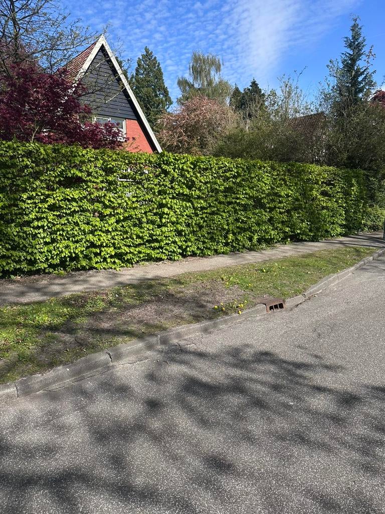 Complete haagbeuk haag 15 meter / 2,3 meter hoog, Tuin en Terras, Planten | Bomen, Bloeit niet, Overige soorten, 100 tot 250 cm