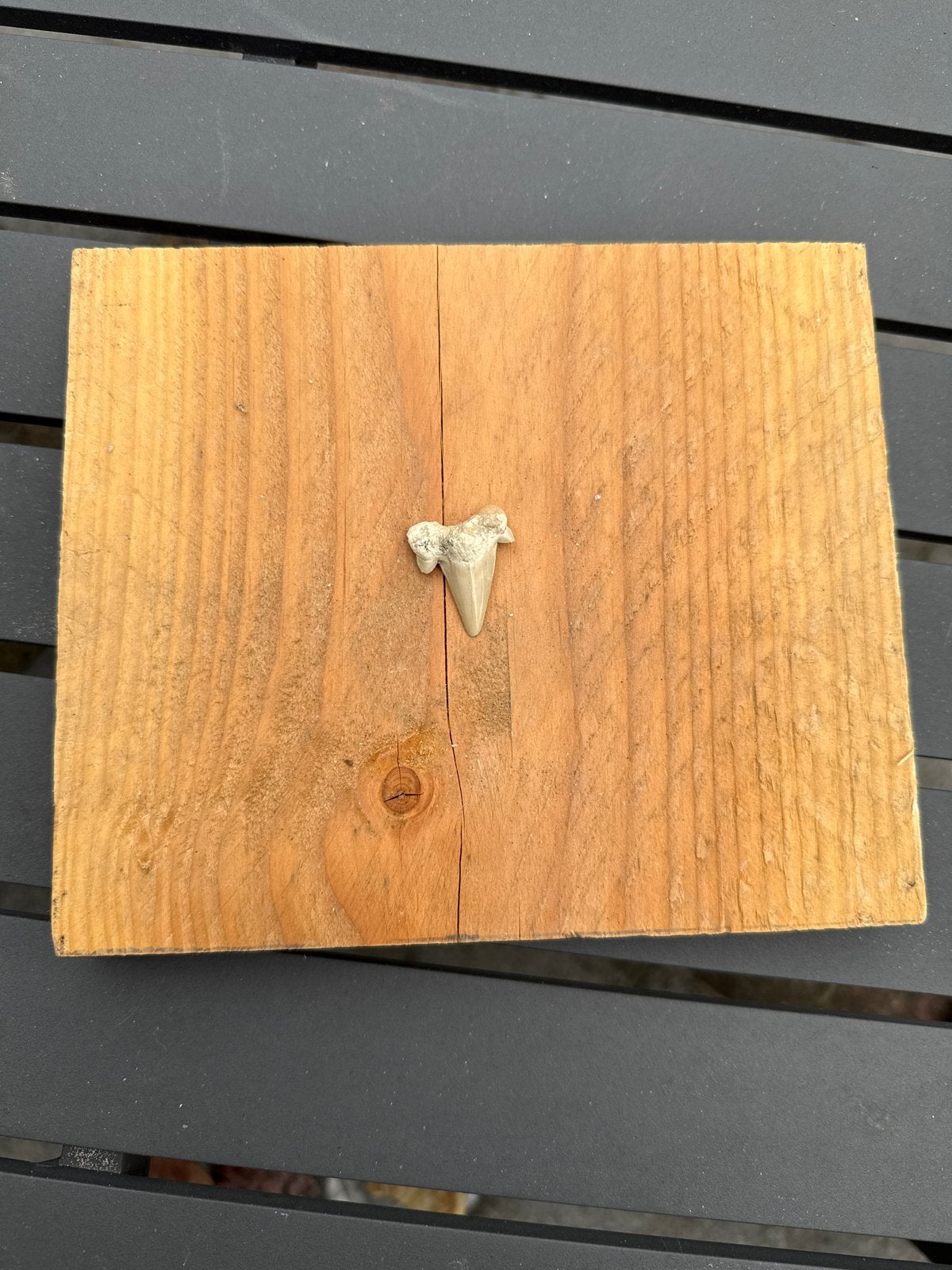 Fossiele haaientand - Uniek verzamelobject, Verzamelen, Ophalen, Fossiel