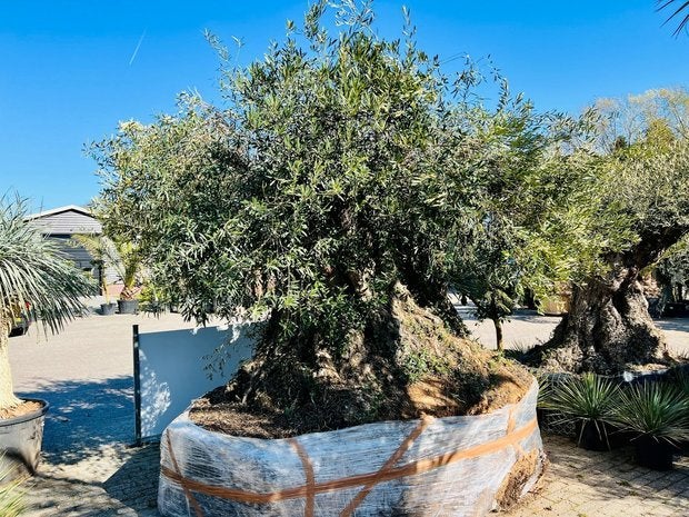 Olijfboom - Bonsai - stamomvang 650 cm, Tuin en Terras, Ophalen of Verzenden, Olijfboom, 250 tot 400 cm, Zomer