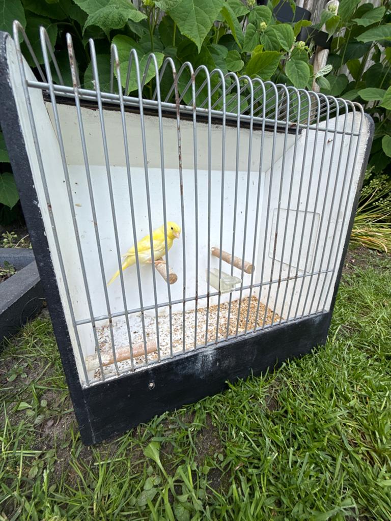 Mooie gele waterslager jong 2026, Dieren en Toebehoren, Vogels | Kanaries, Geslacht onbekend