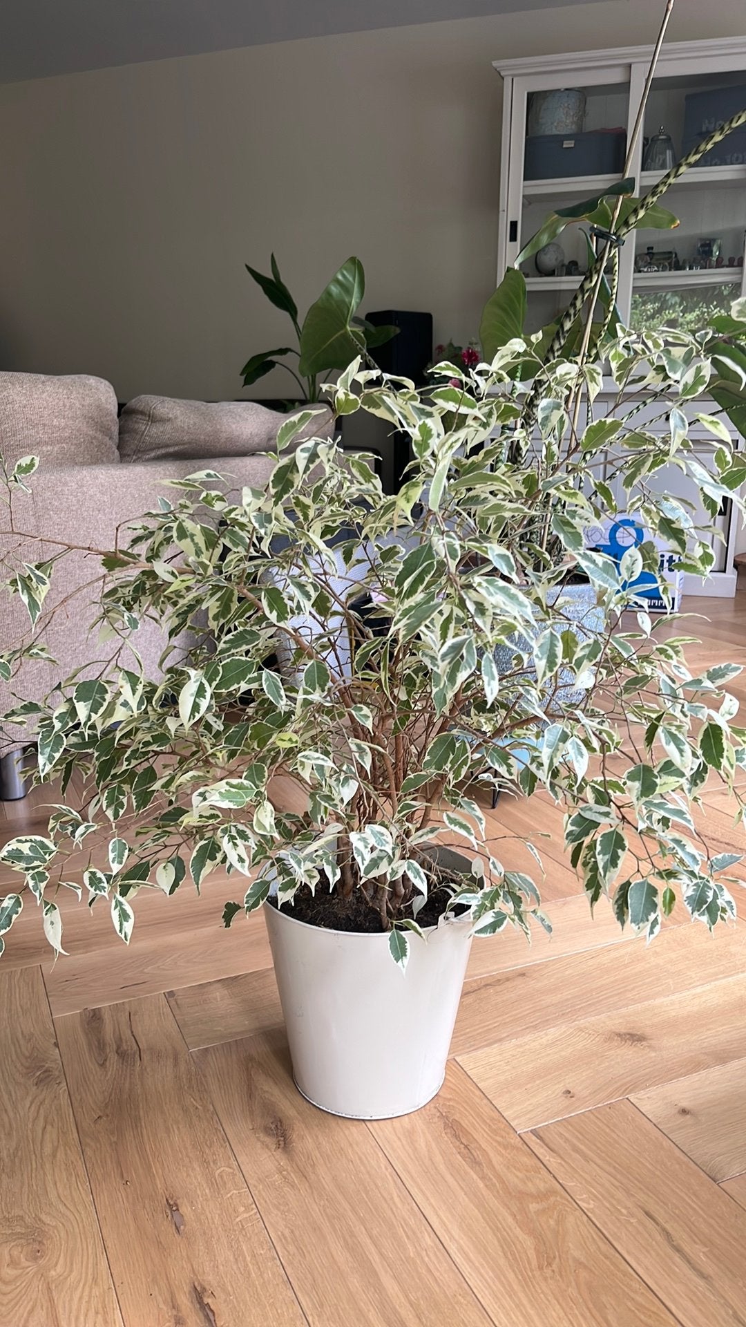 Mooie kamerplant Ficus, Huis en Inrichting, Ophalen, Halfschaduw, Minder dan 100 cm