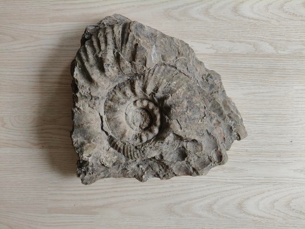 Grote ammoniet, 40 cm, Verzamelen, Mineralen en Fossielen, Ophalen of Verzenden