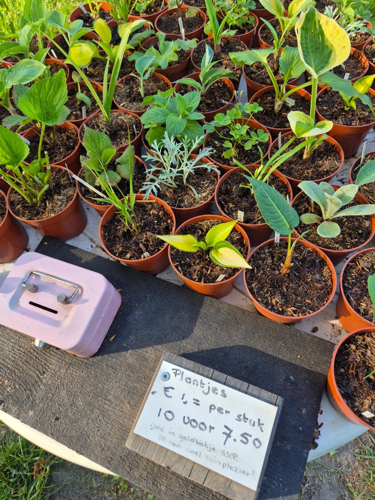 Tuin plantjes voor de liefhebber van een liefhebber !!!, Tuin en Terras, Ophalen, Vaste plant, Kruiden, Volle zon