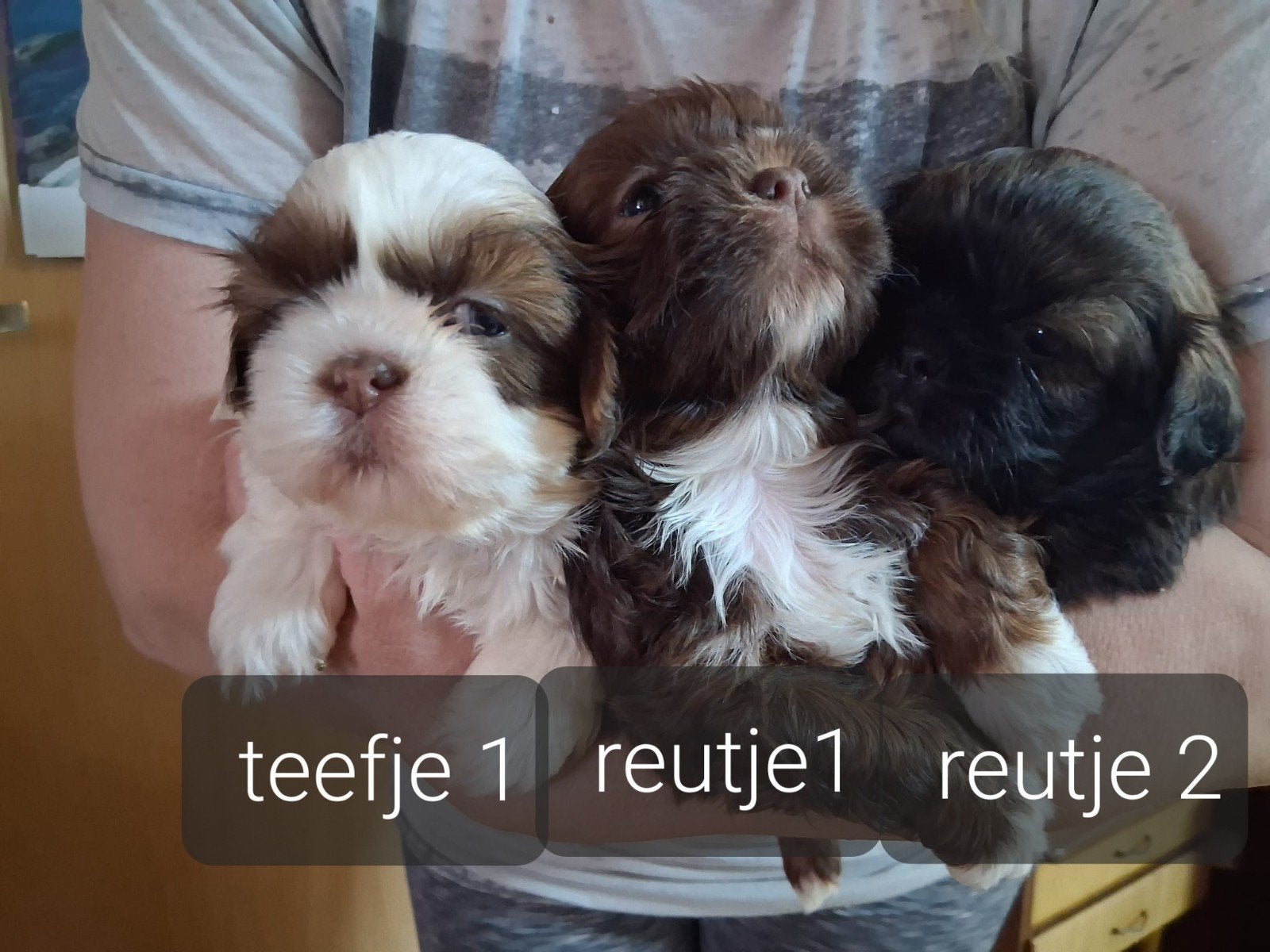 Shih Tzu pups, Overige rassen, 8 tot 15 weken, Parvo, Meerdere