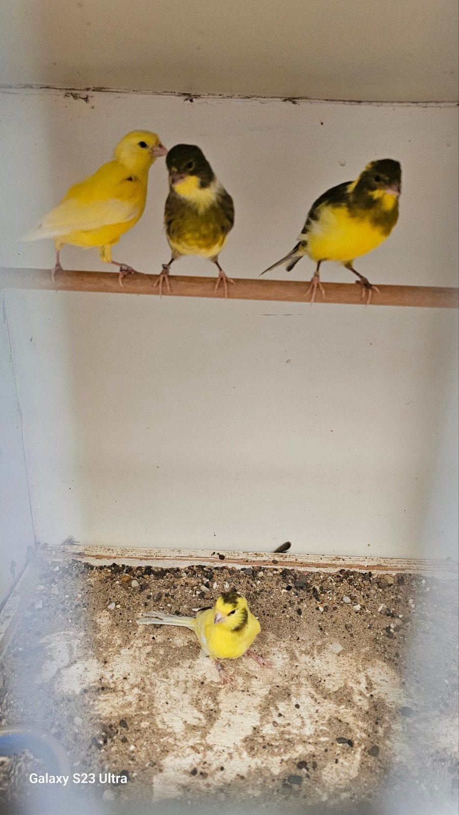 Kanaries en zebravinken, Ophalen, Hout, Volière