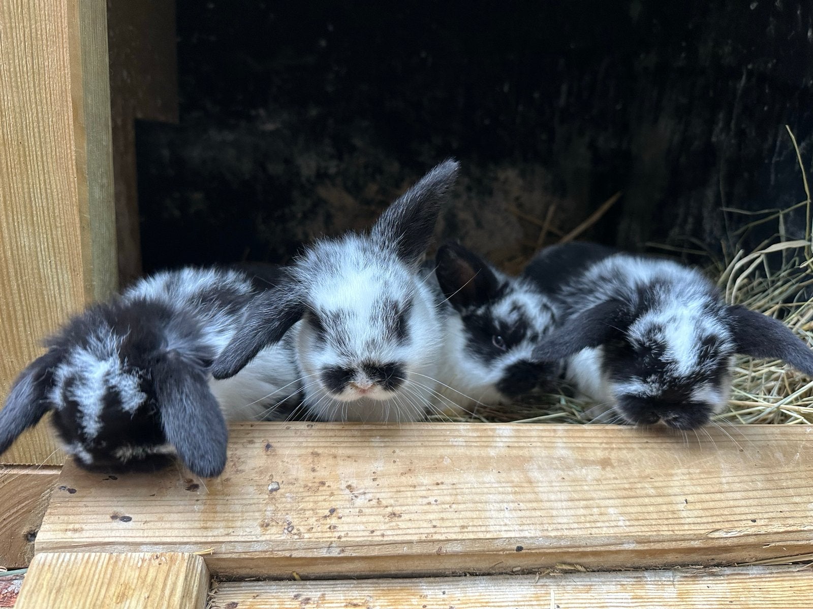 Hangoor dwergkonijn baby’s, Dieren en Toebehoren, Geslacht onbekend, Dwerg, Hangoor, 0 tot 2 jaar