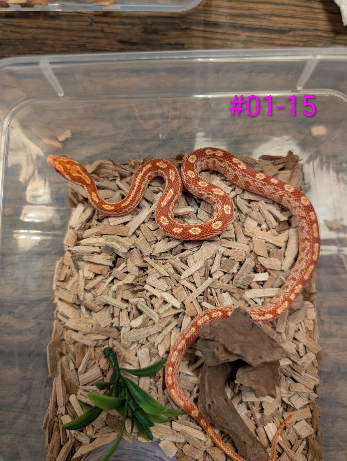 Jonge Amel (Fire) rattenslangen het Palmetto Rat Snake photo 3