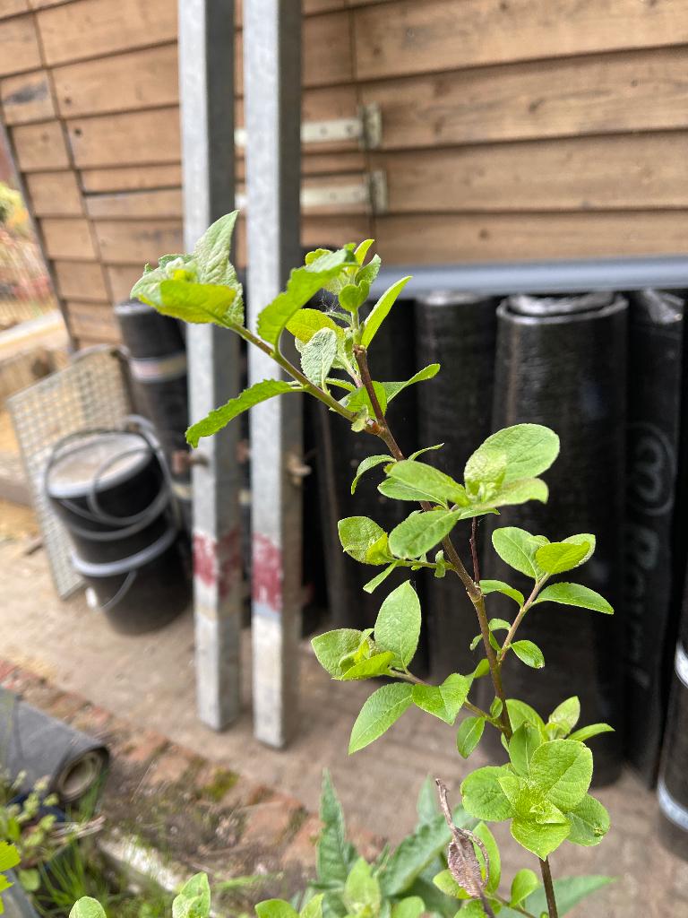 Jonge boswilgen salix caprea te koop 1 tot 2,5 meter, Overige soorten, Lente, 100 tot 250 cm, Ophalen