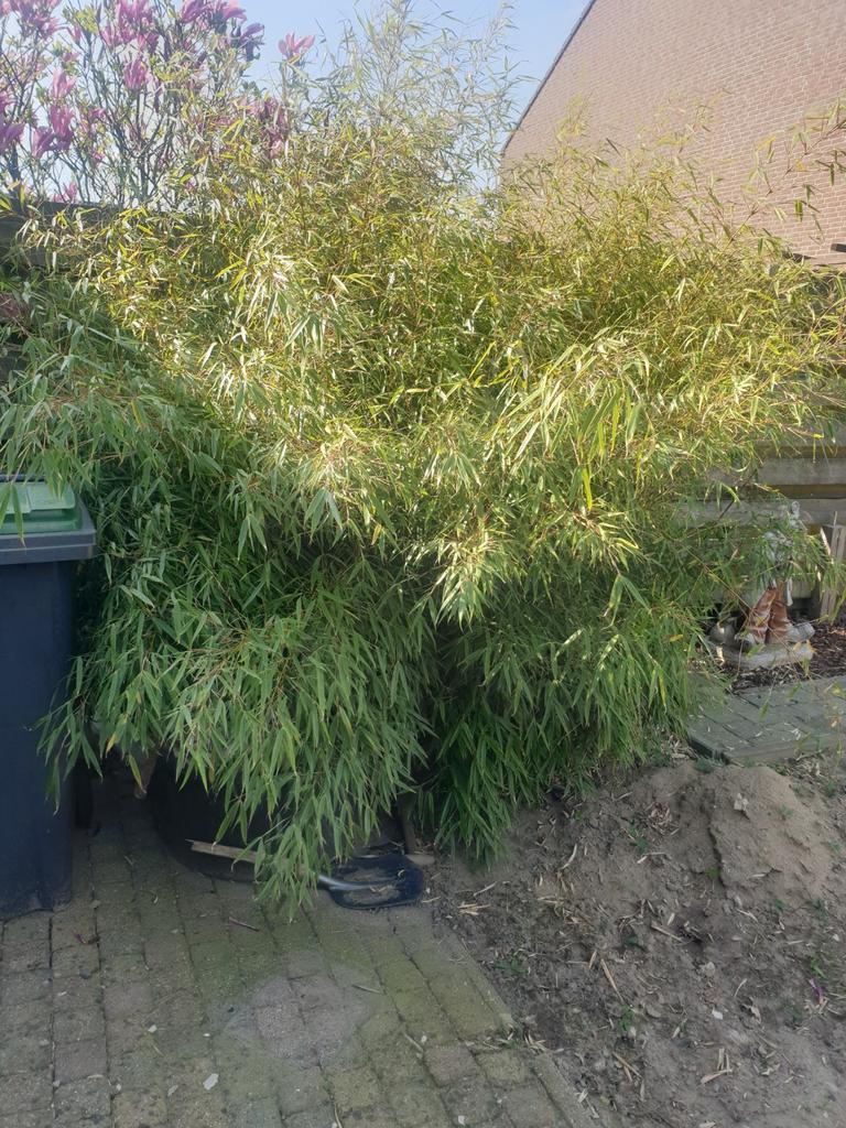 Grote bamboe, Ophalen of Verzenden