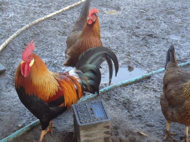 patrijs leghorn kippen, Dieren en Toebehoren, Pluimvee, Meerdere dieren, Kip