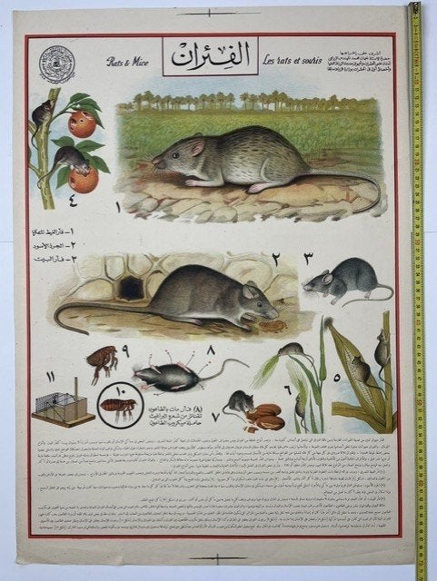 schoolplaat wandplaat 'muizen en ratten', Ophalen of Verzenden, Natuur en Biologie