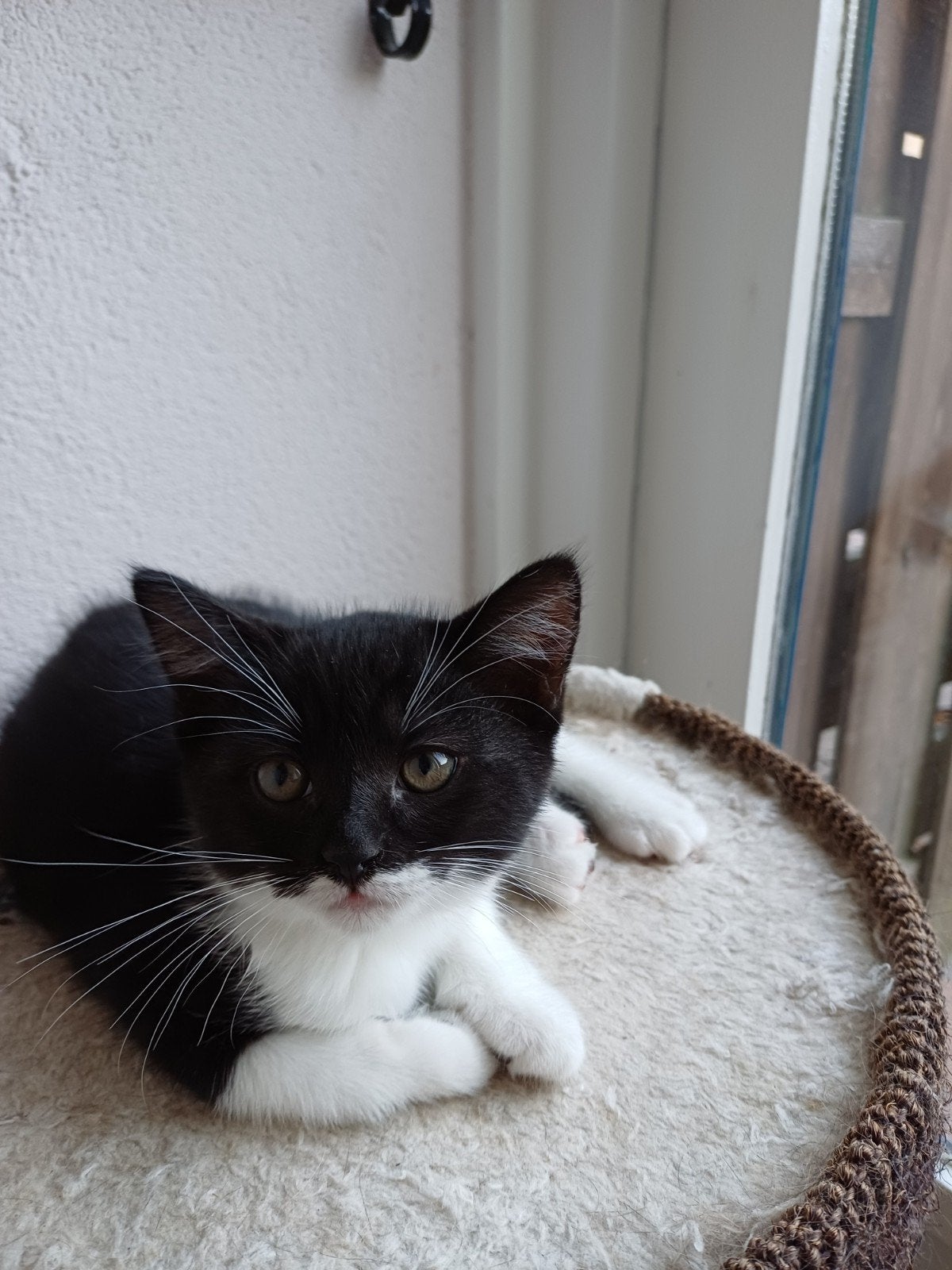 Ragdoll mix nog 1 prachtig poesje, Dieren en Toebehoren, Meerdere dieren