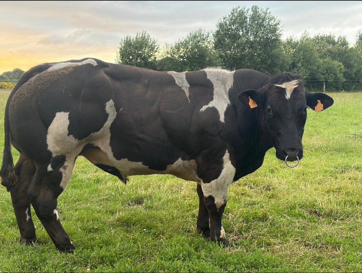 Dikbil stier, Mannelijk