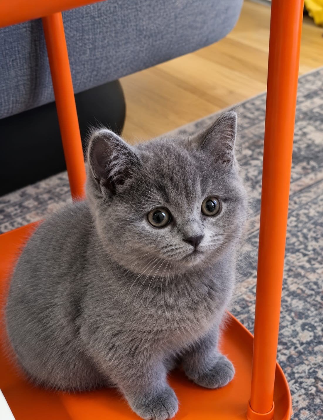 Prachtige Raszuivere Britse Korthaar Kittens – Lief, Speels, Meerdere dieren, Ontwormd
