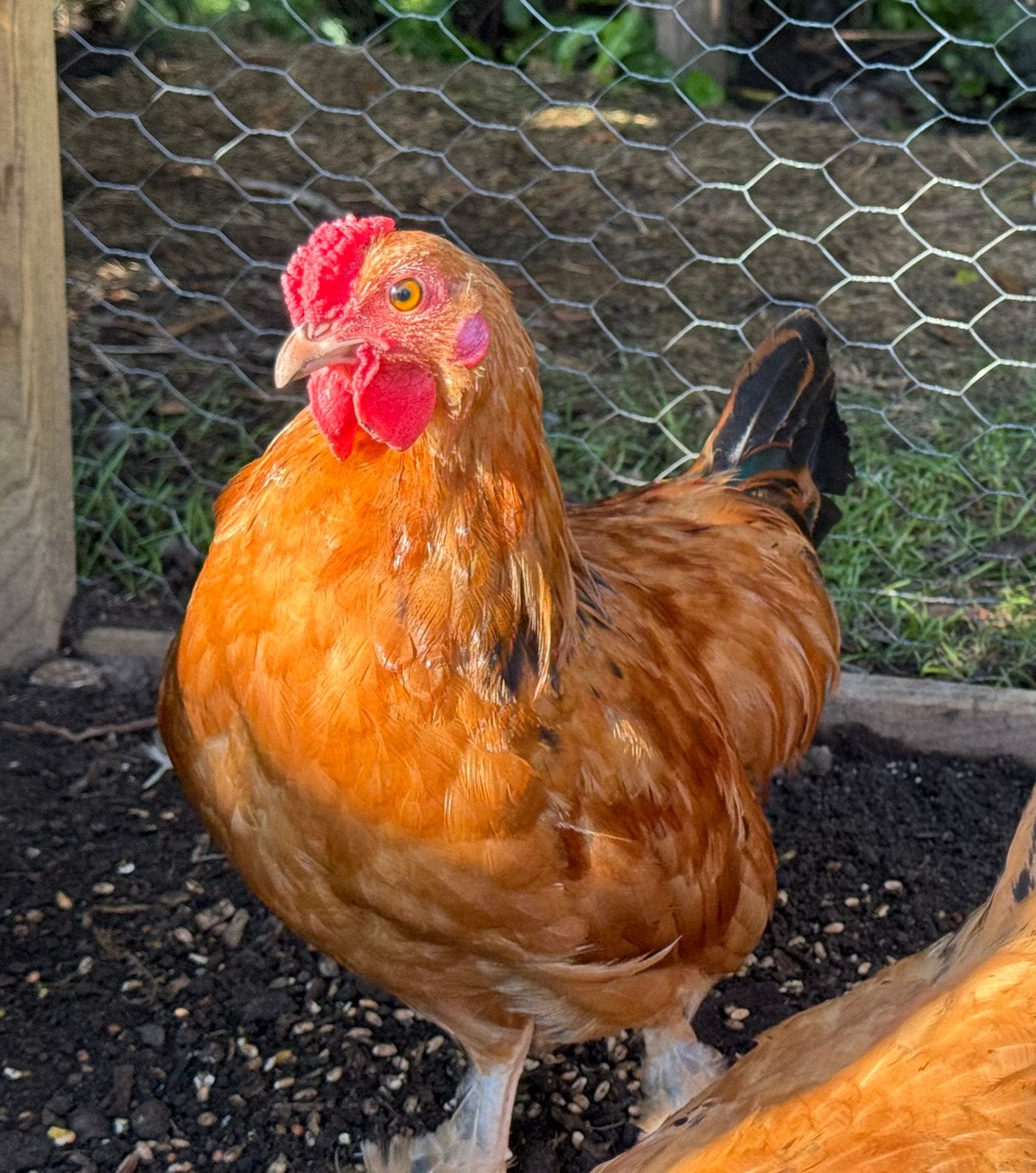 Assendelfter kriel haan hen, Dieren en Toebehoren, Pluimvee, Meerdere dieren, Kip